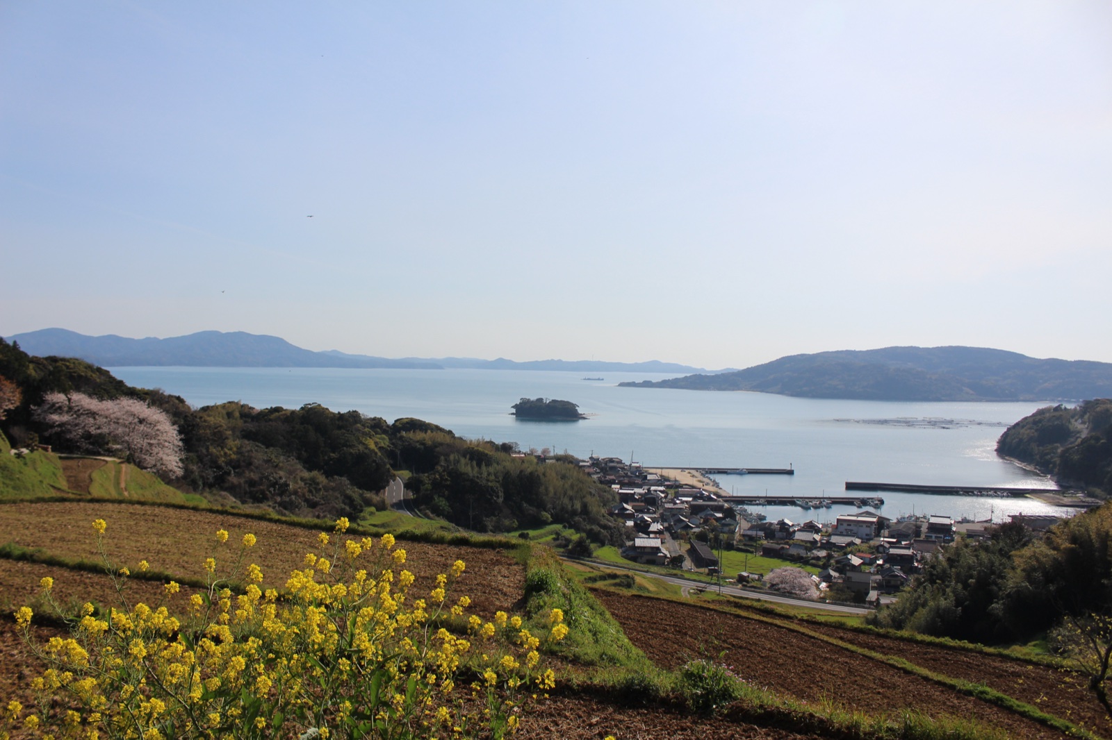 春の菜の花咲く油谷湾